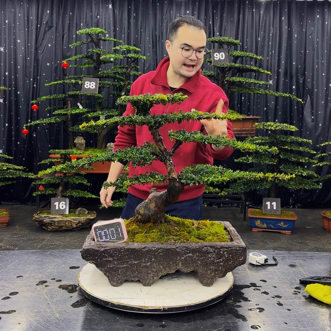 珍珠红芽罗汉松造型盆景