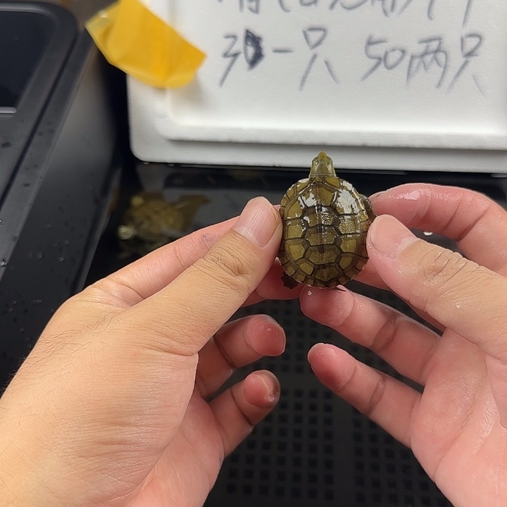 宠物龟不分公母小青