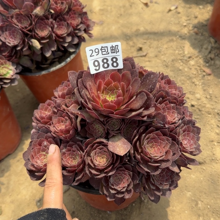 红魔……多肉植物……