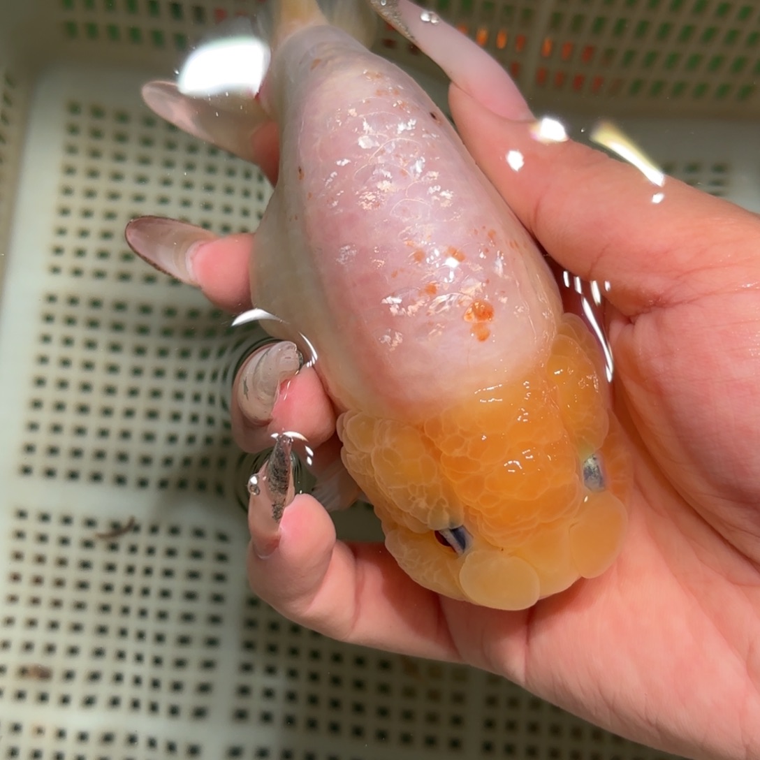 挽***风金鱼拍包装包邮，不拍包装运费到付