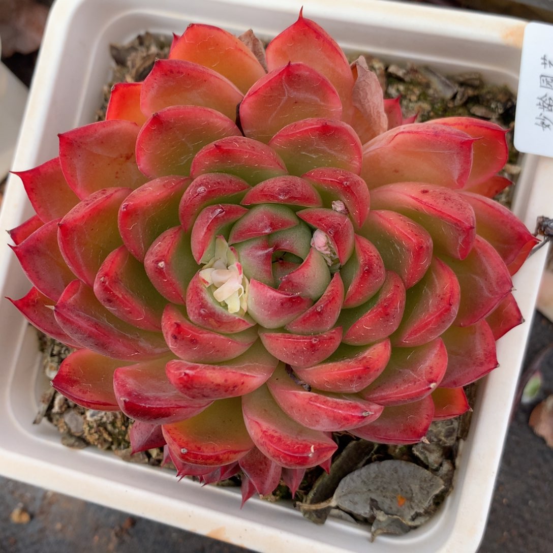 5992杂交多肉老桩