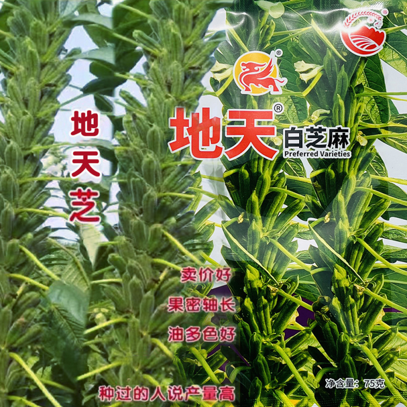 地天白芝麻种子蒴果肥大而密抗病耐旱抗病高产杂交芝麻种籽