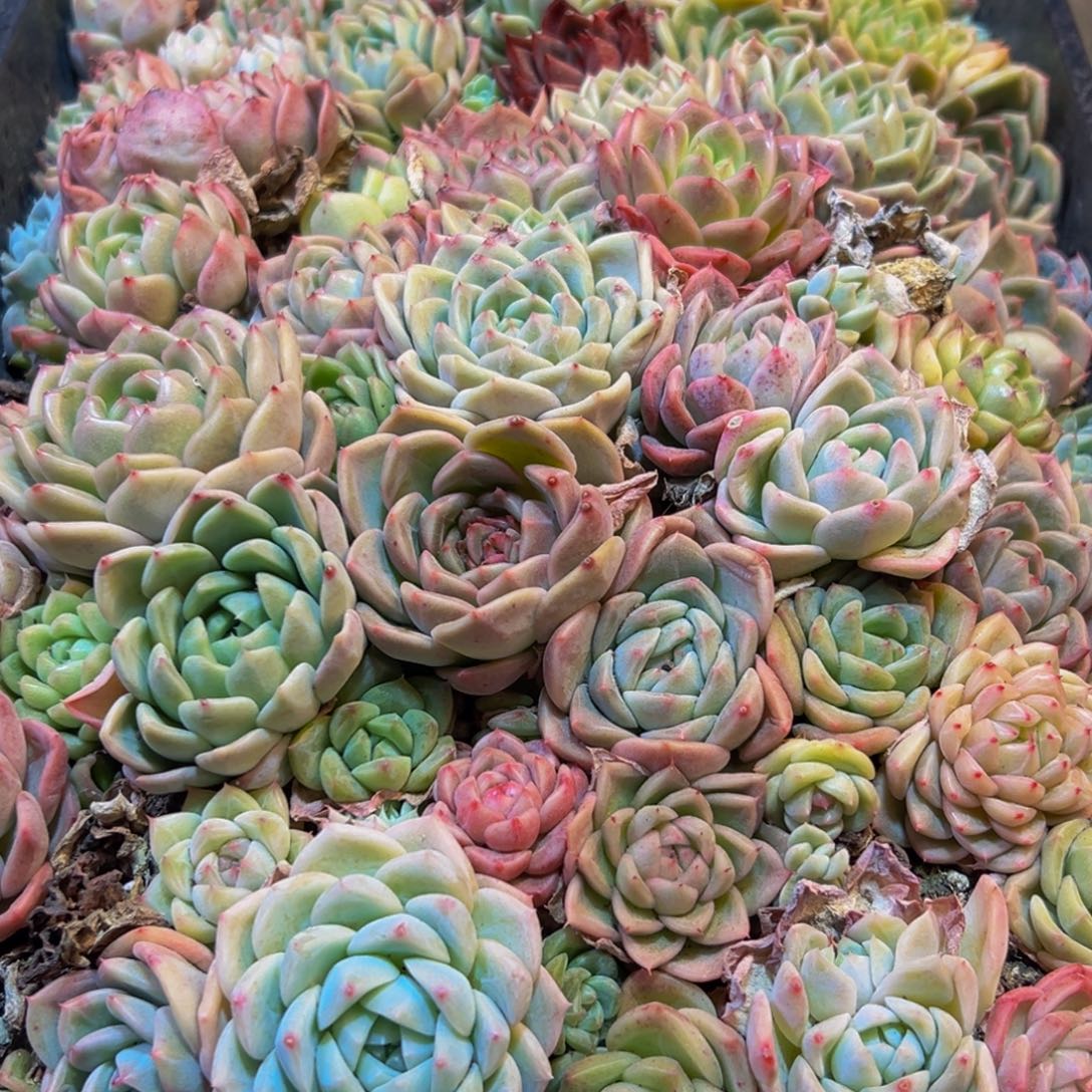 705多肉葡萄的味道是w