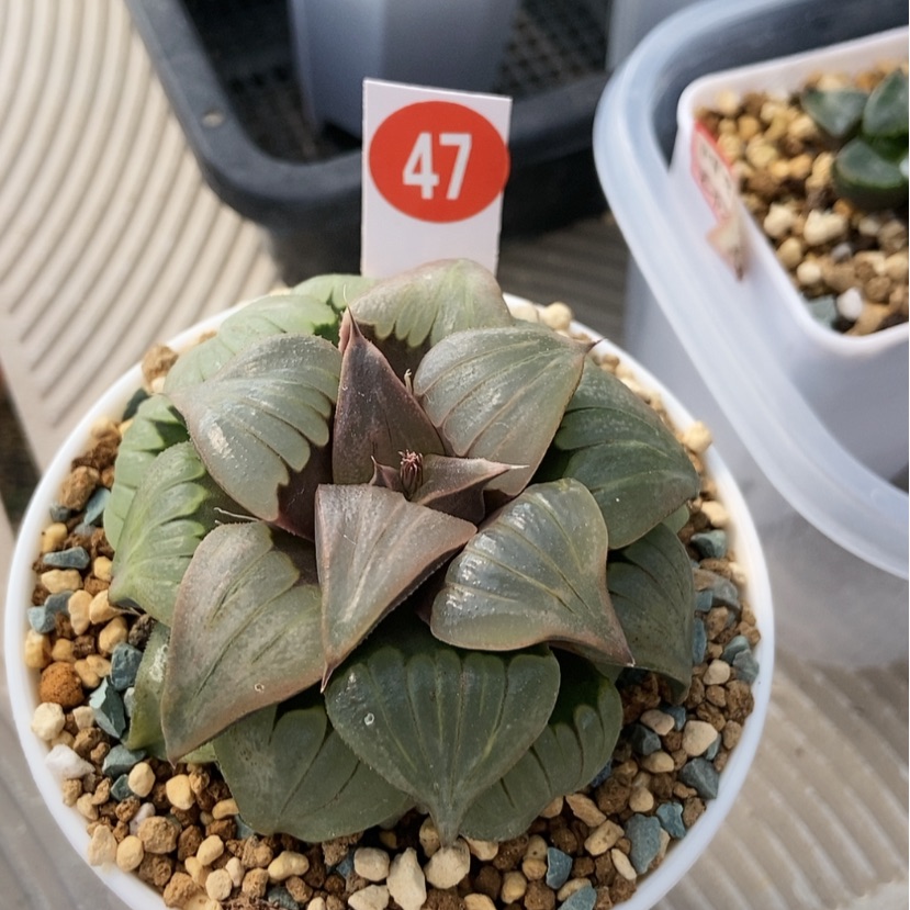 【闪购商品】是**呀47媚凤