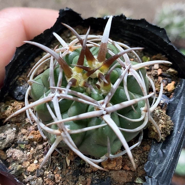 孤品实生特选粗刺爆种五十铃碧岩玉65号