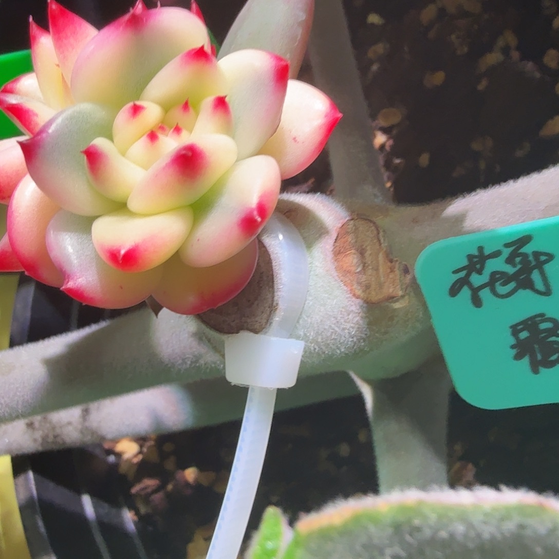 ****葱皮蛋锦，订照片这个头，多肉植物