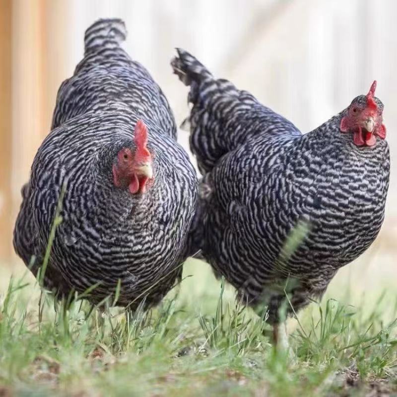 黑芦花肉质鲜美10只