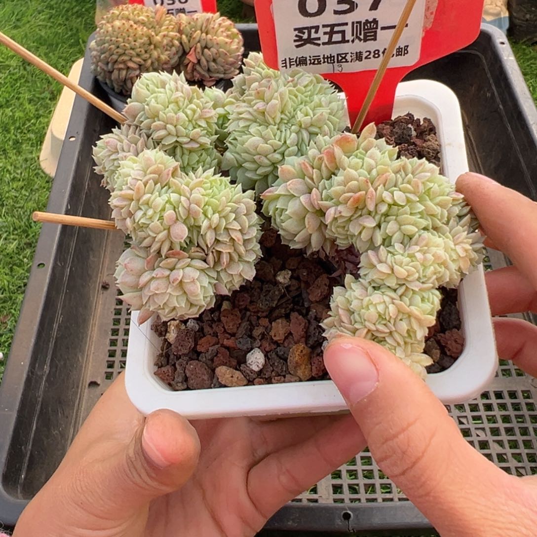 表妹精品多肉037.