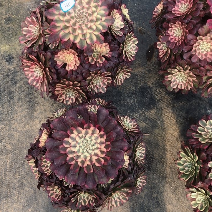 小***.135月婵多肉法师两颗