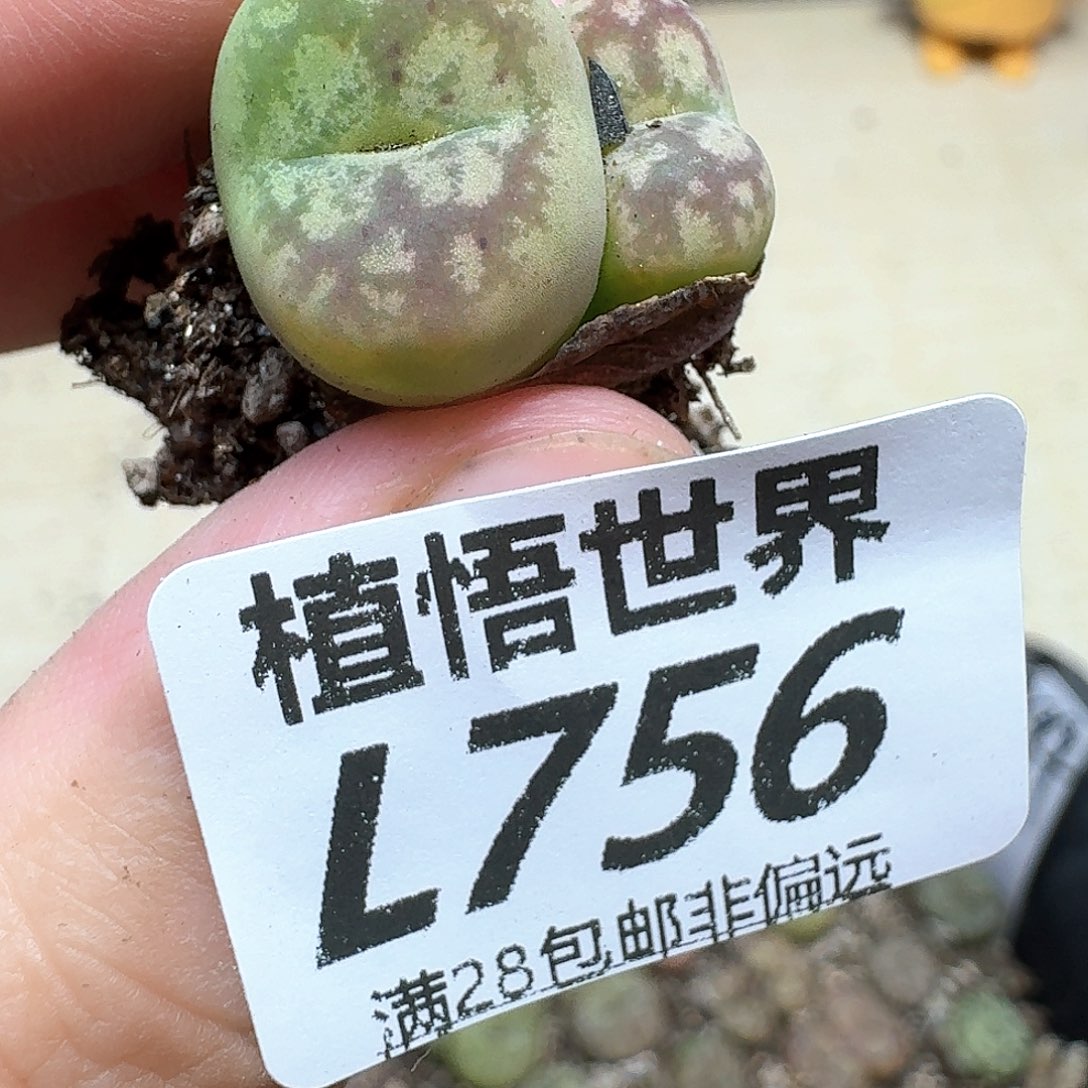 多肉植物的润泽完成f