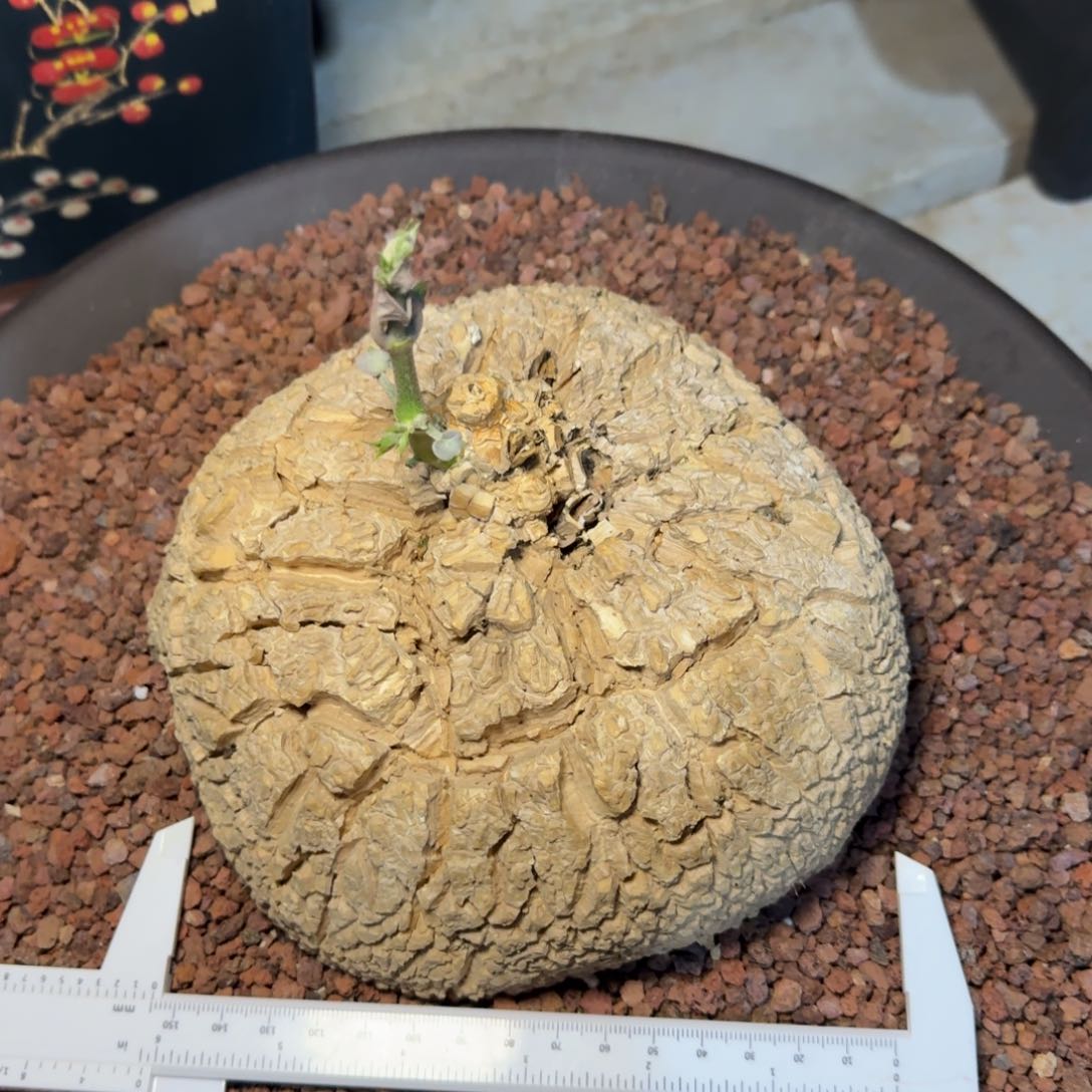 多肉植物龟甲罗摩
