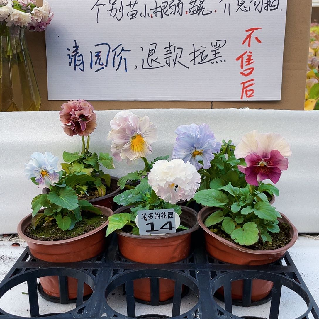 大部分花苞少量开放14