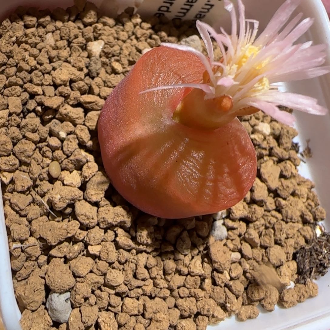 肉锥多肉植物组合-优选水蜜桃母本47