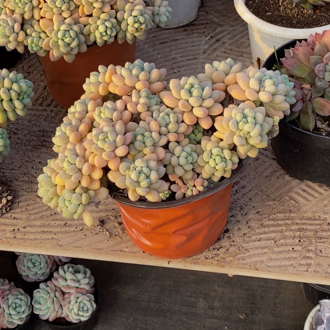 木*子48包邮一物一拍多肉植物