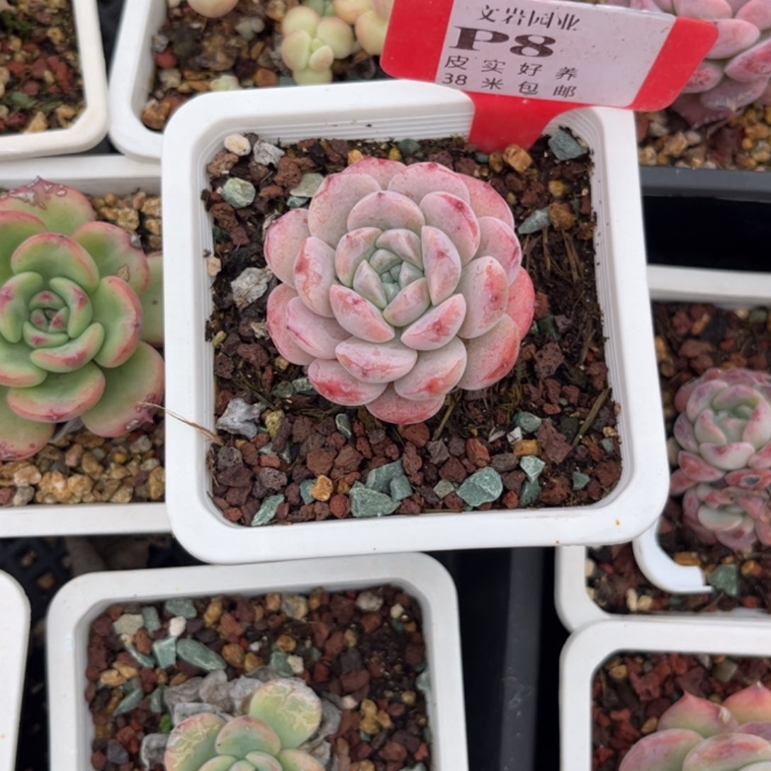 狮****多肉植物1111