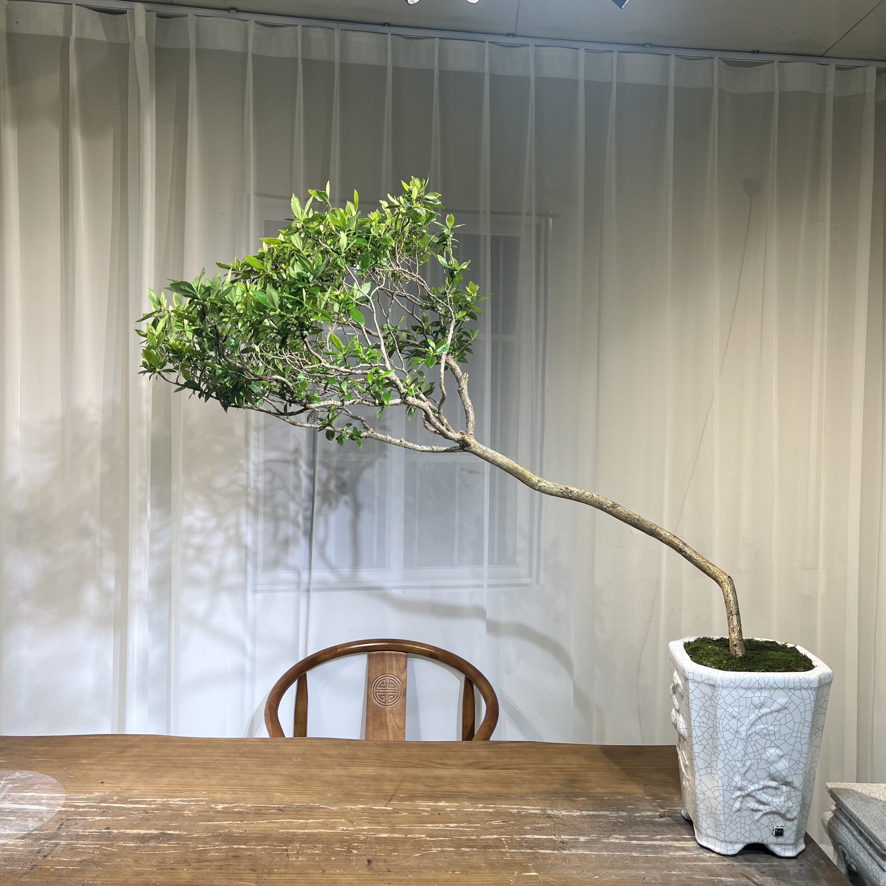 【永栀盆景】海岛栀子花 一物一拍