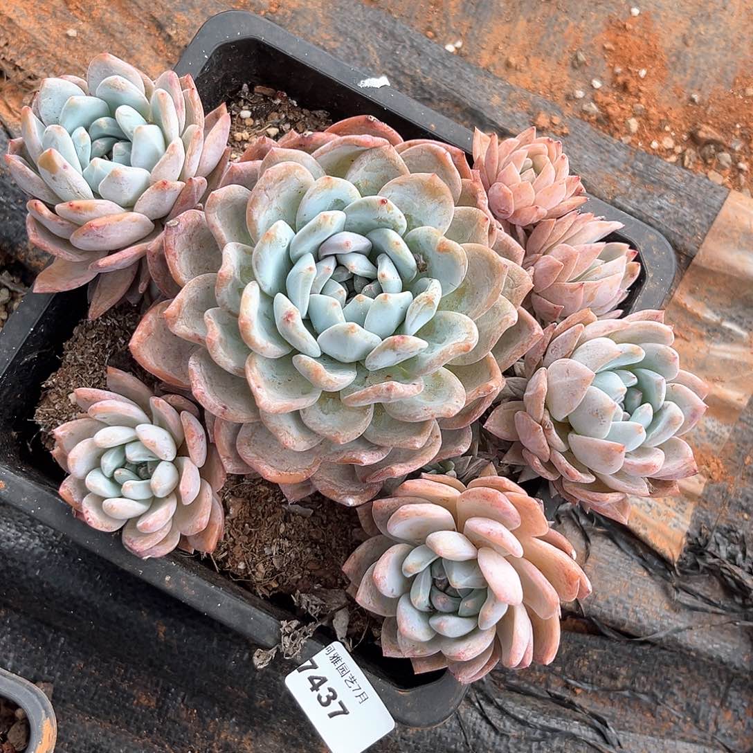 阿雅园艺。      7437