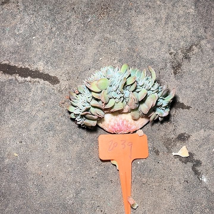 白凤缀化2039号码牌子的