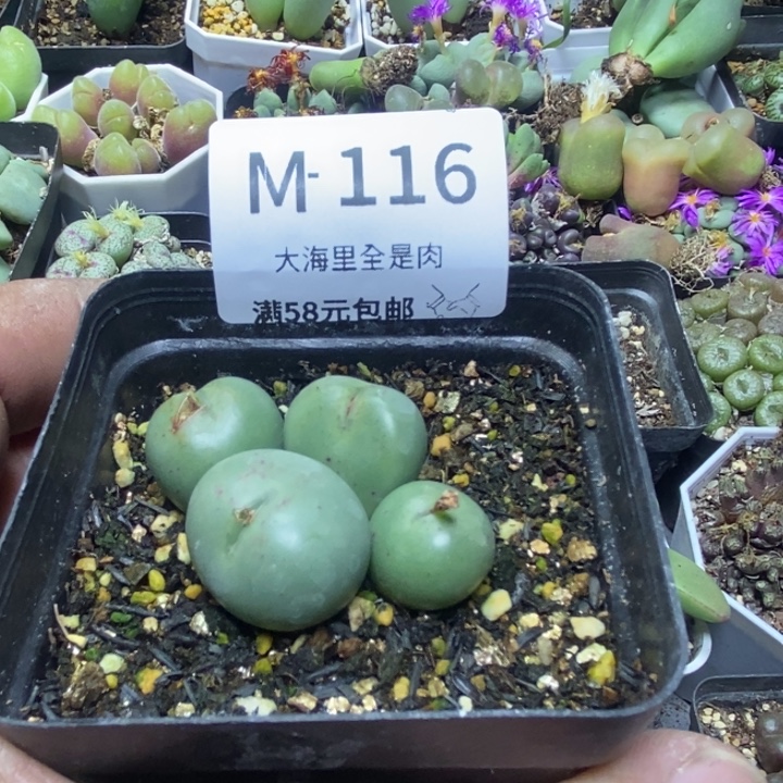 用***55656566688999888