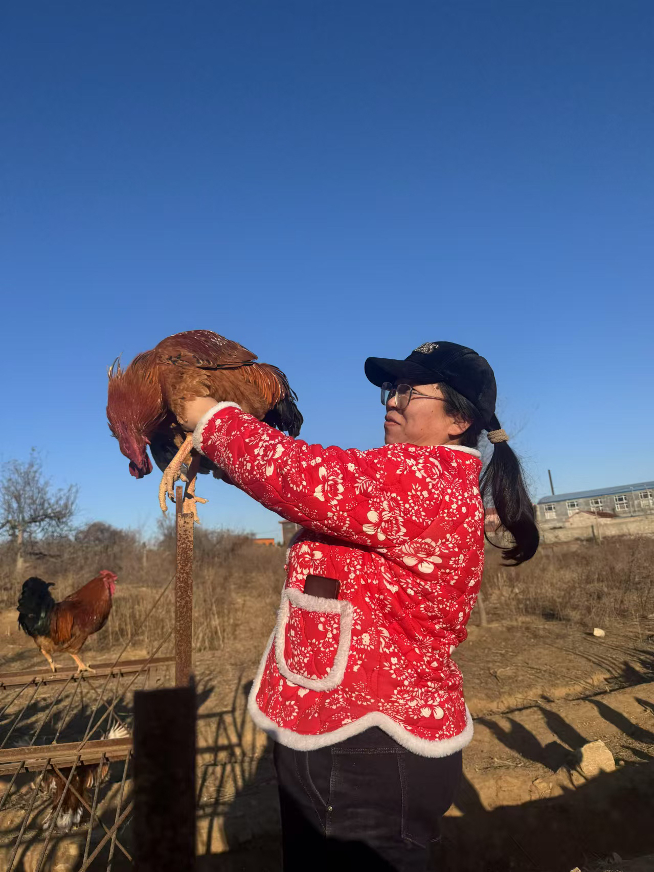 【需要剁必须备注，不备注整只发货】庄河跑山大骨鸡 辽宁省外运费+6