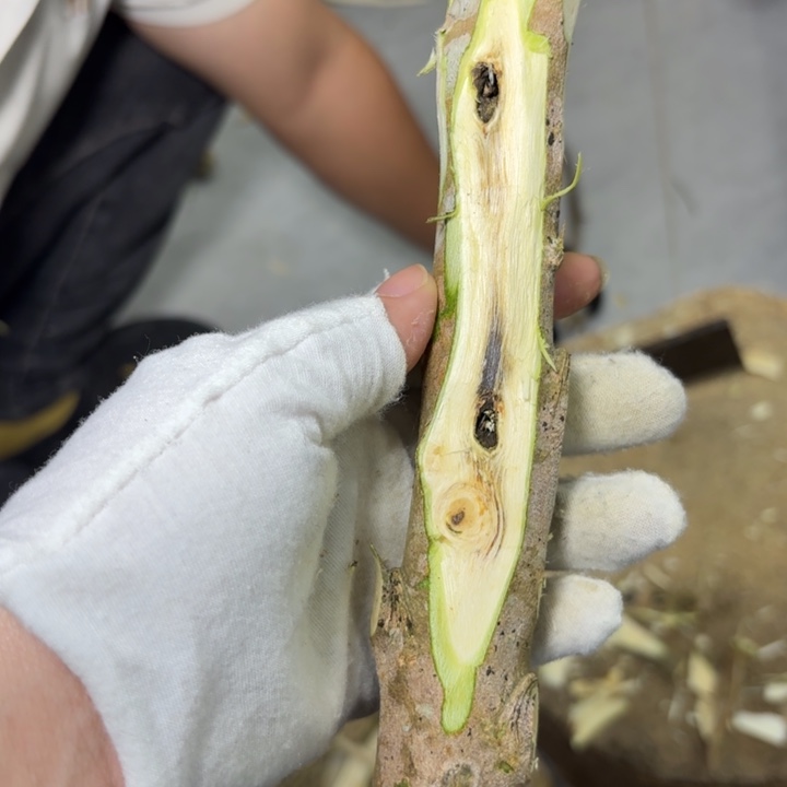 昊***B木西瓜叶原木发一份