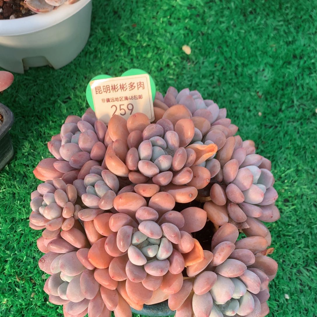 白露老桩无砍259