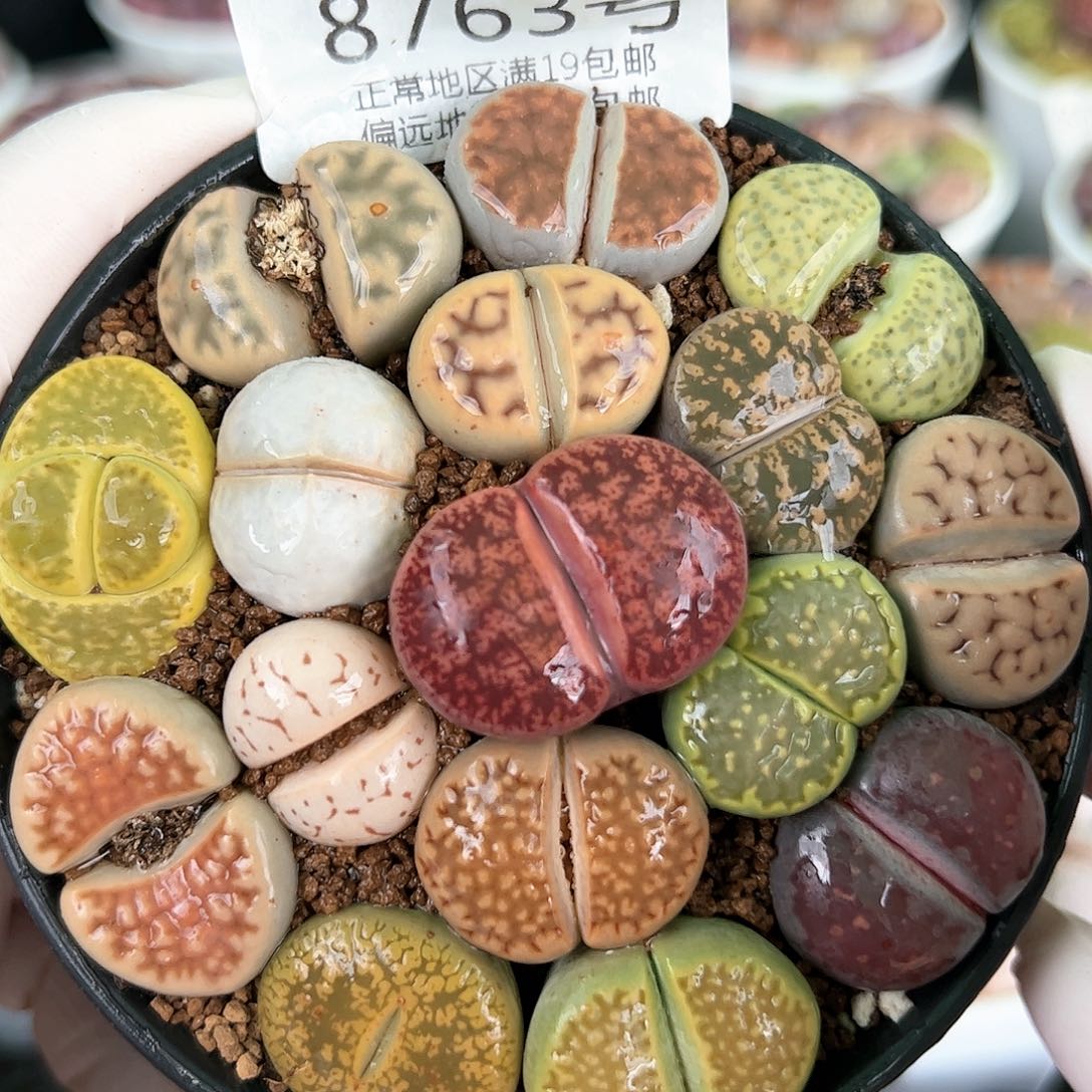 好养易活生石花大母本8763