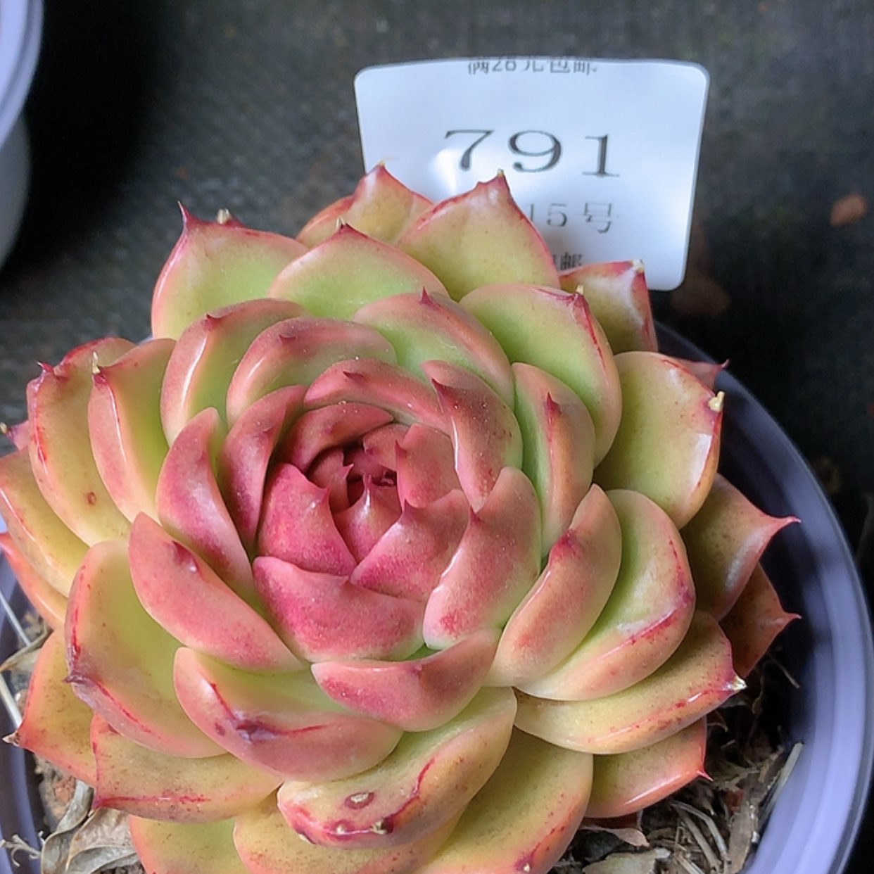 【闪购商品】云791