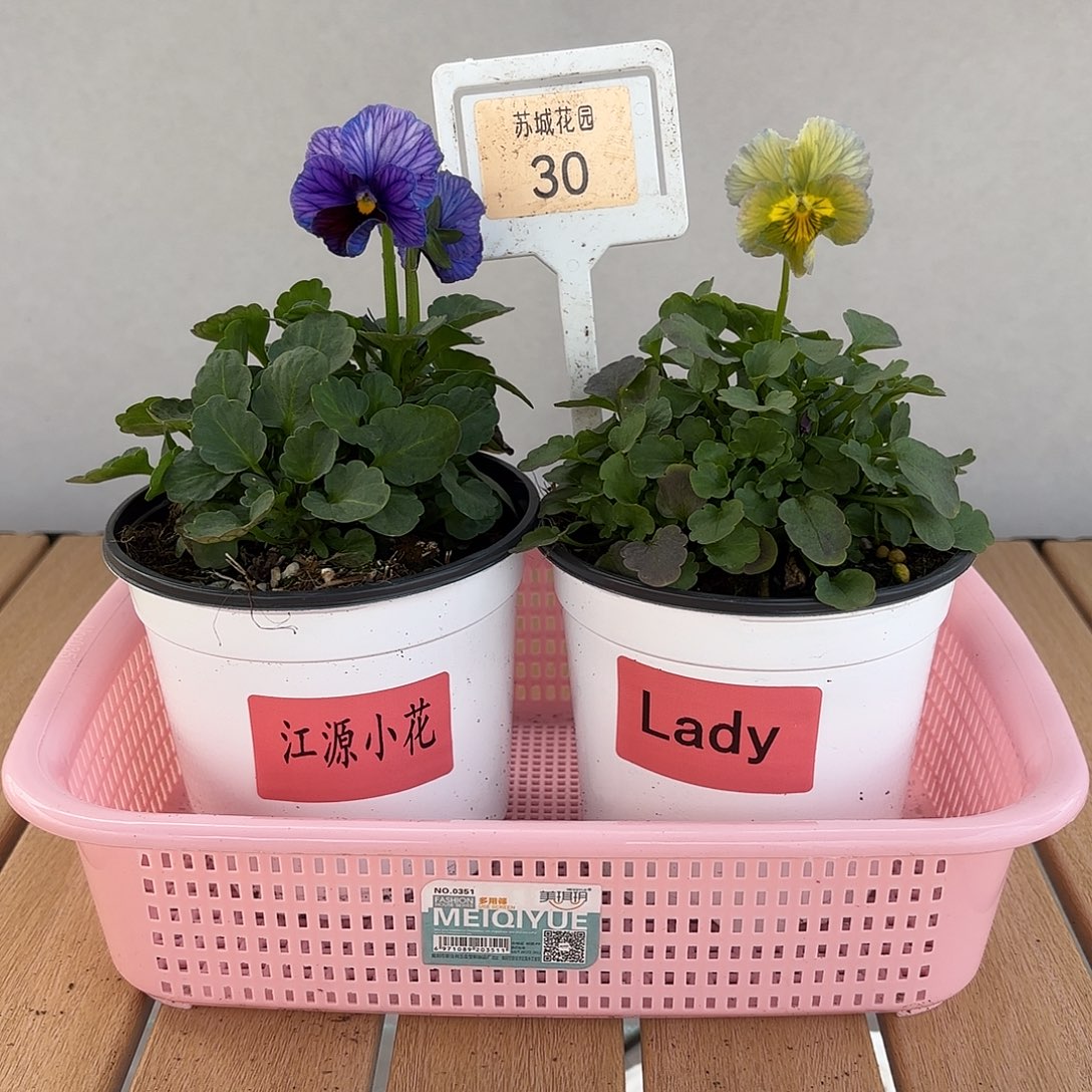 大部分开放少量花苞30