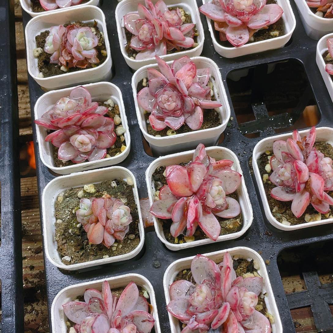 星星珍妮盆一个满25包邮