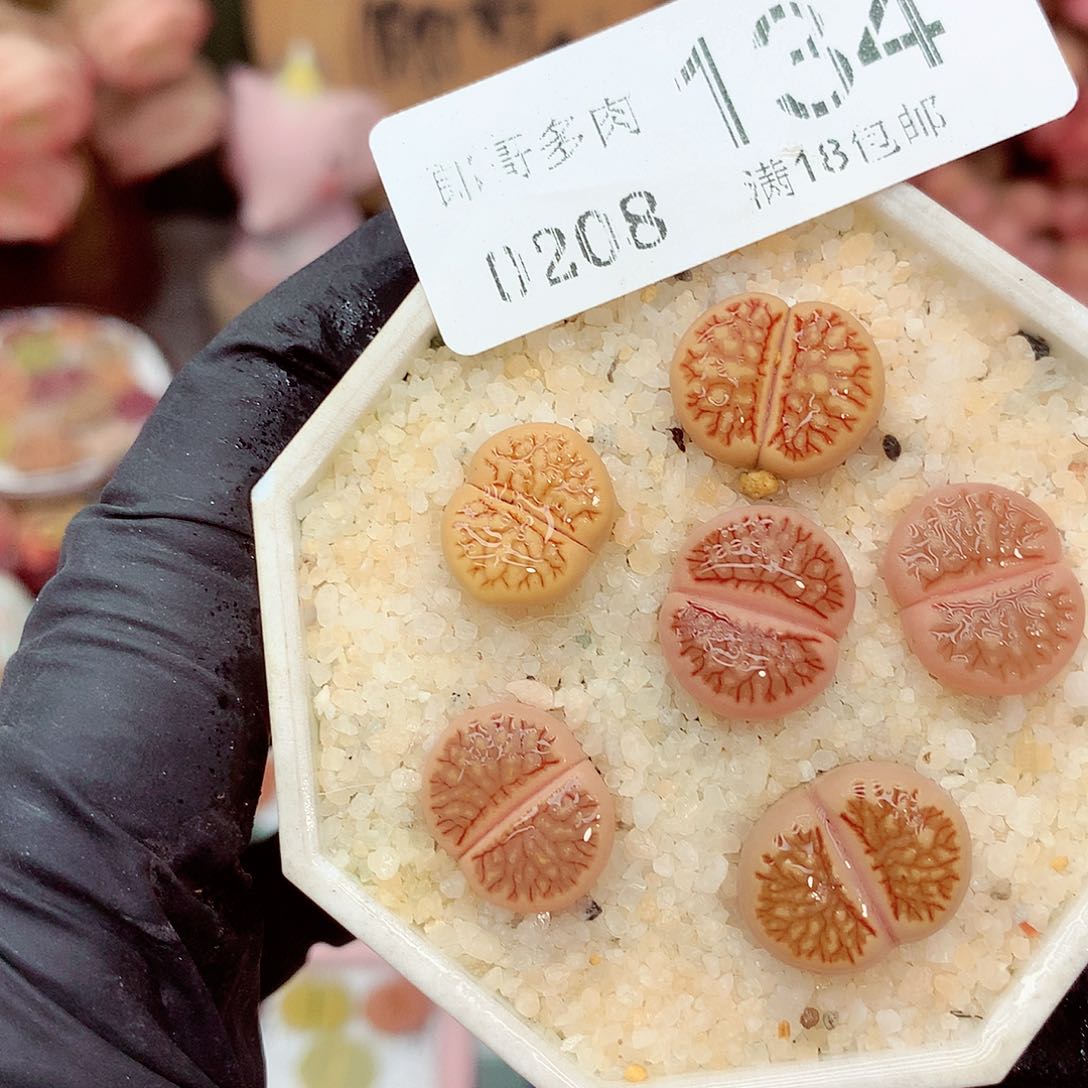 生石花满18包邮8-134