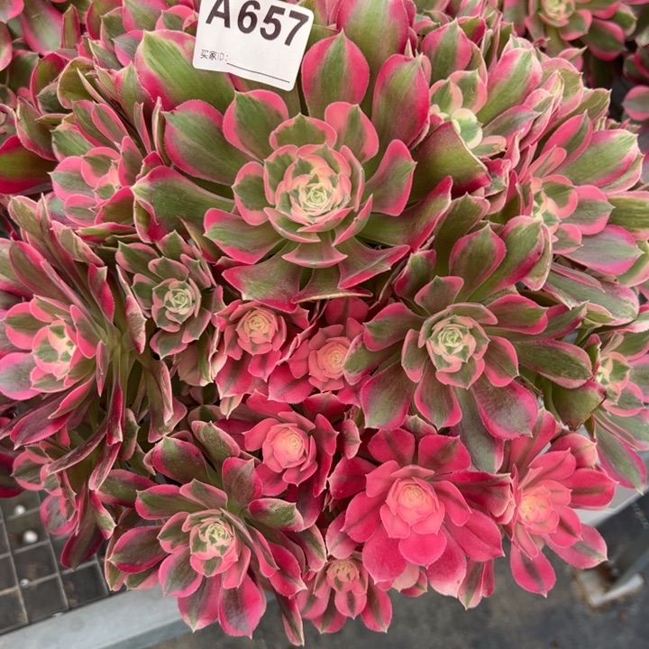 657妖月35厘米左右多肉