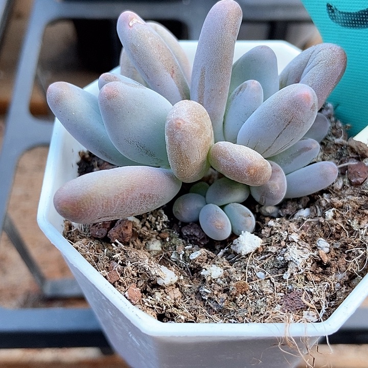 多肉植物企鹅1517多肉