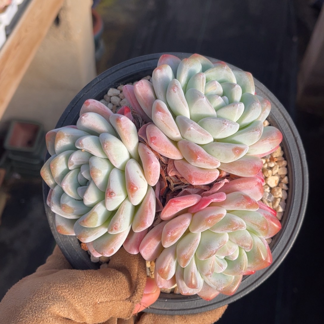 粗腿冰玉一物一拍