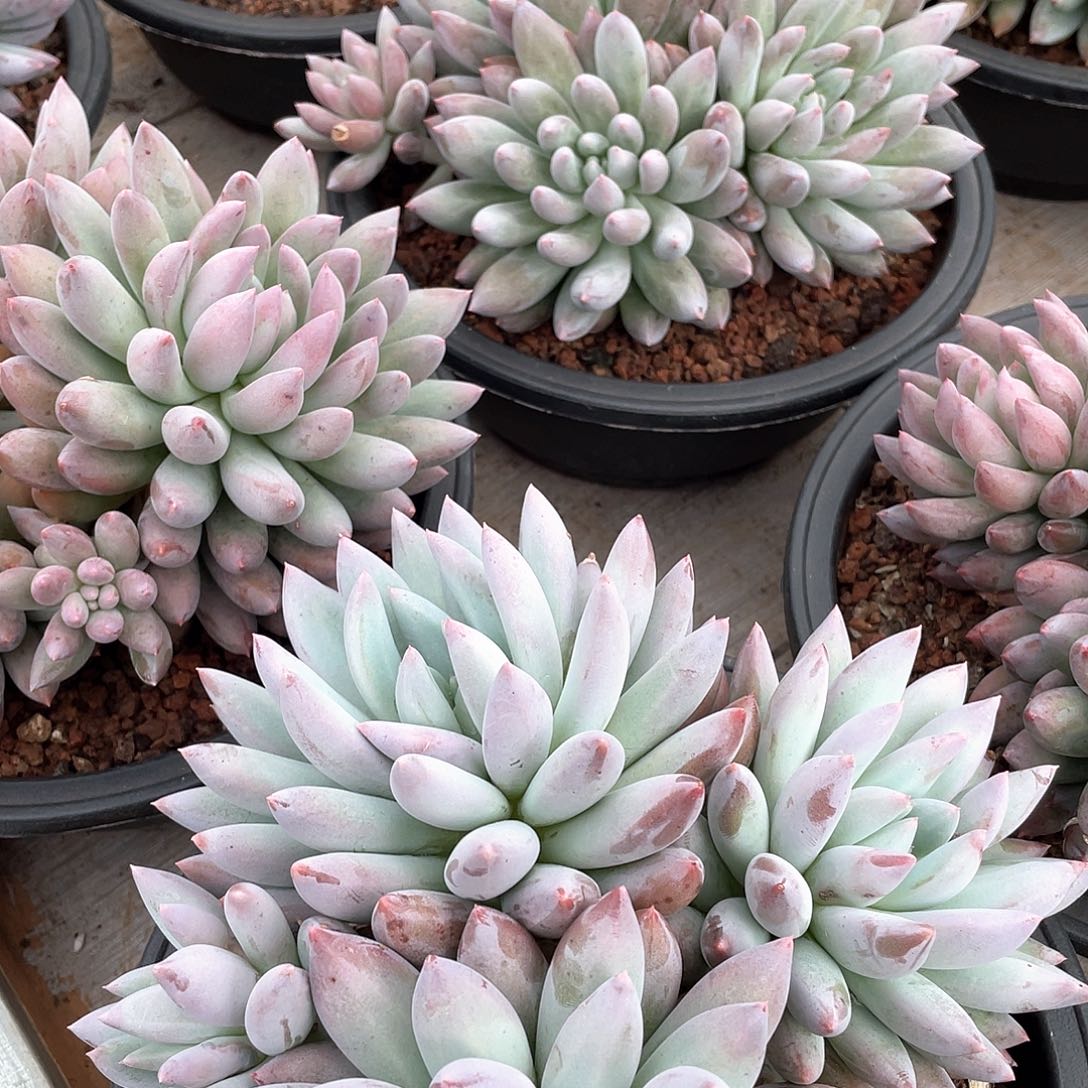 所罗门精控群生18厘米可挑