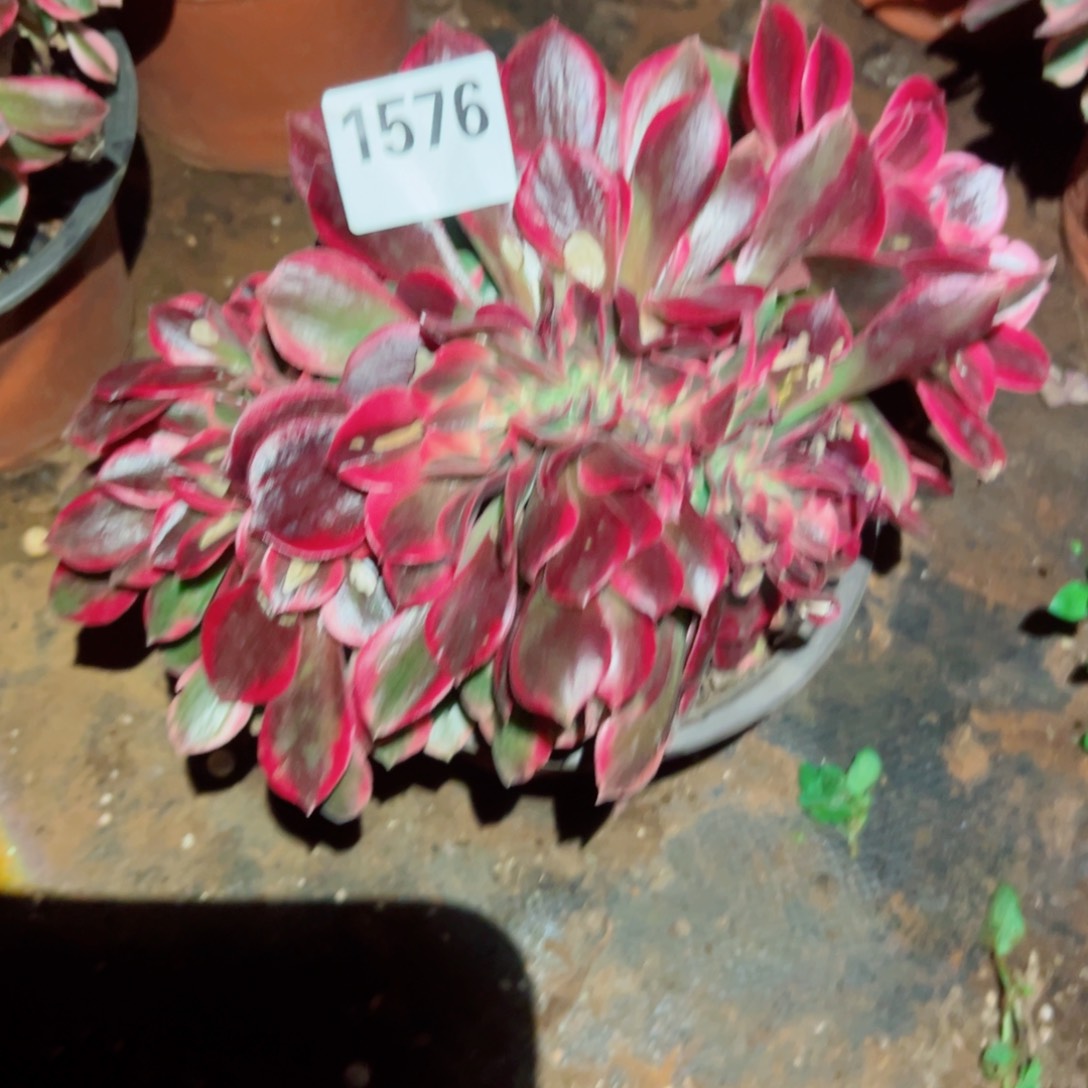 我1576 号多肉法师新年福利女郎