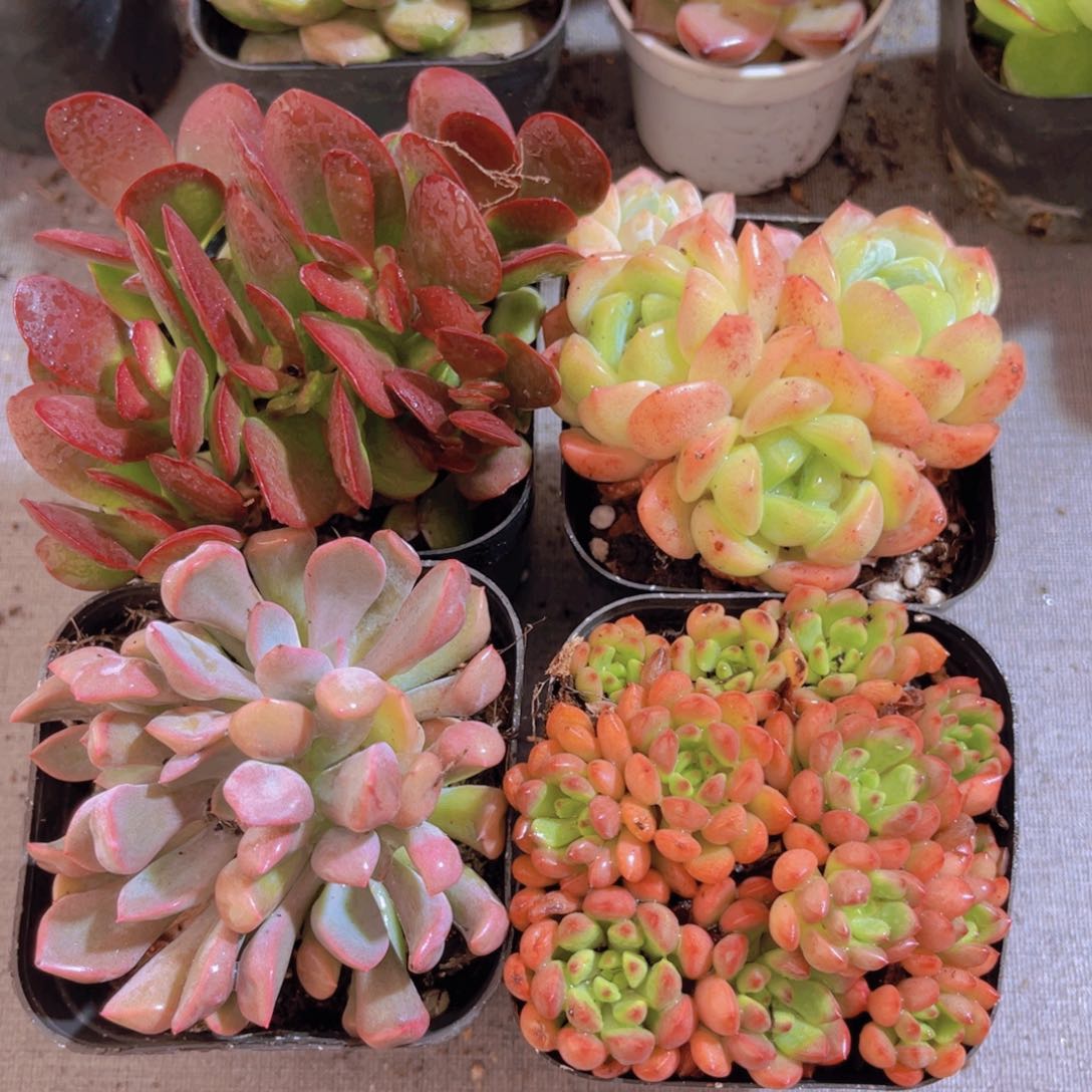 雪媚娘套餐多肉植物