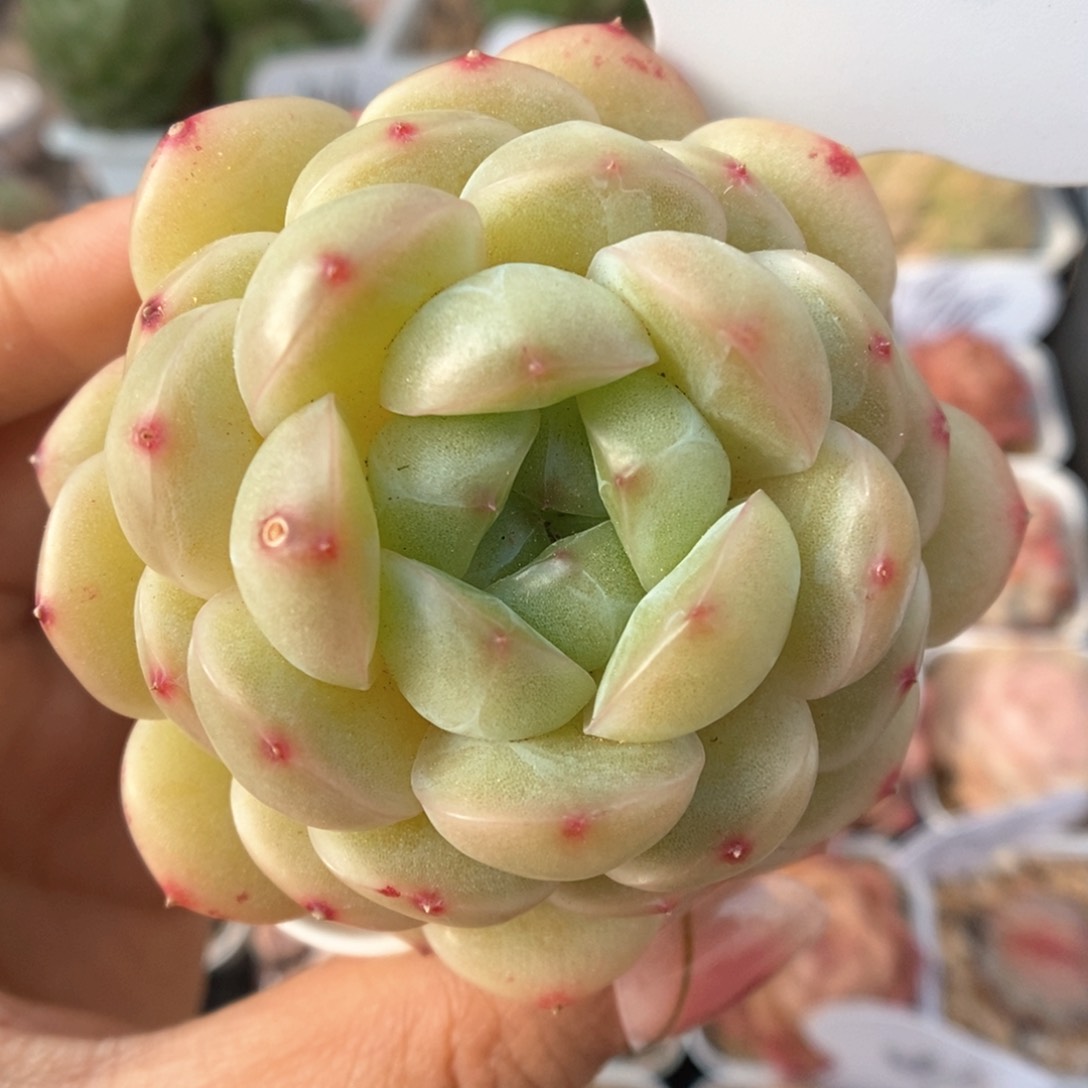 熊猫珍妮可拍310号。 