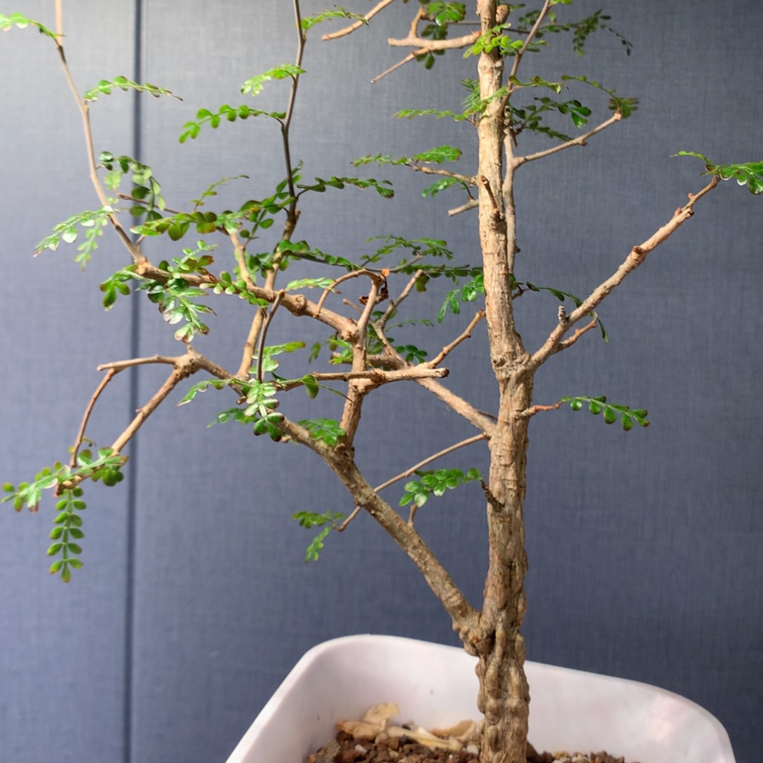 列加氏漆树实生带盆