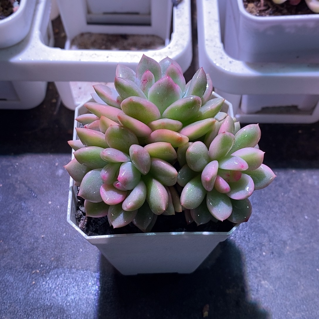 橙子锦群多肉植物老桩