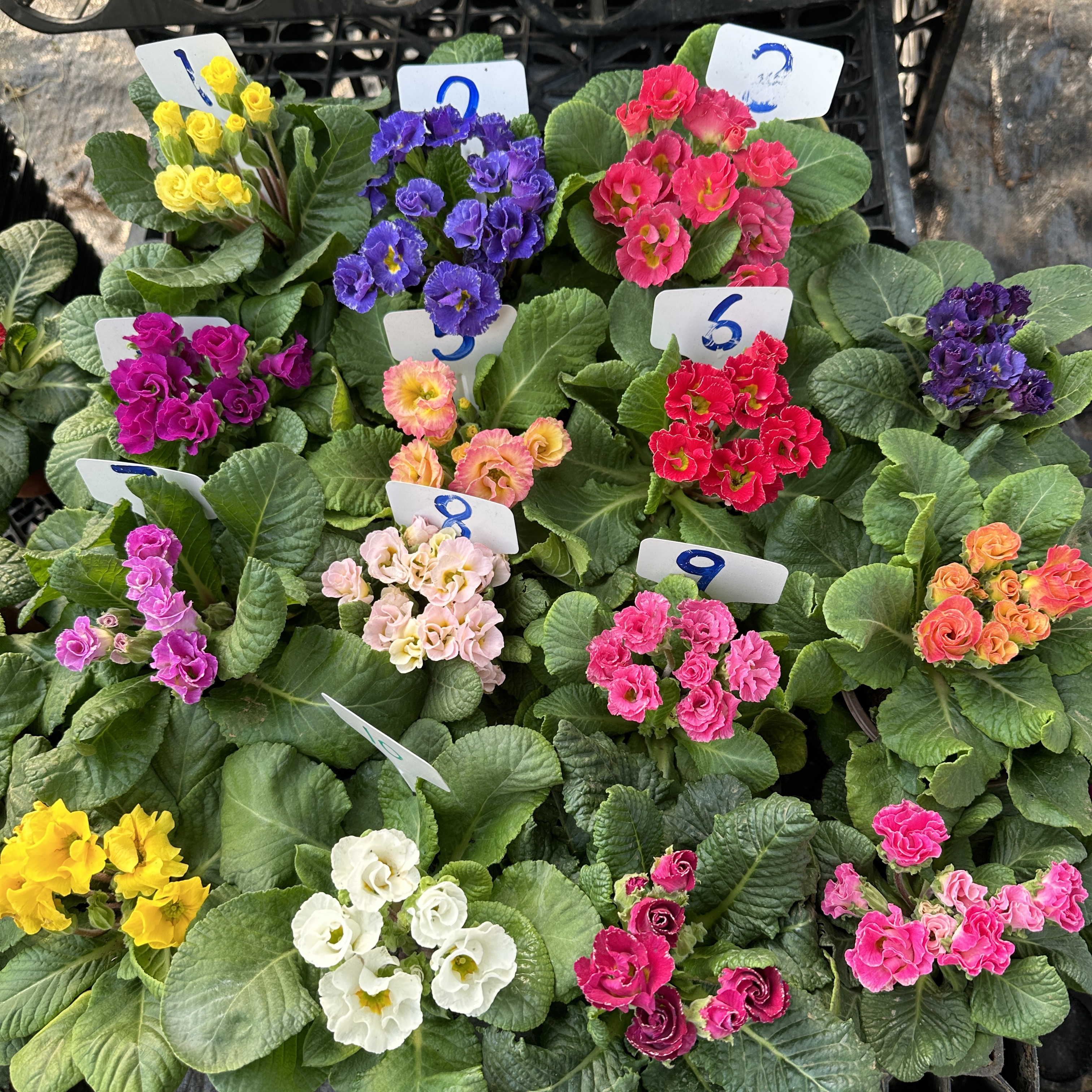 【玫瑰报春花110盆】花期长带花朵带花苞耐寒年宵花