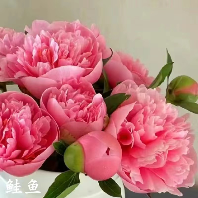 【三文鱼】芍药花苗，耐寒耐旱。送肥料。