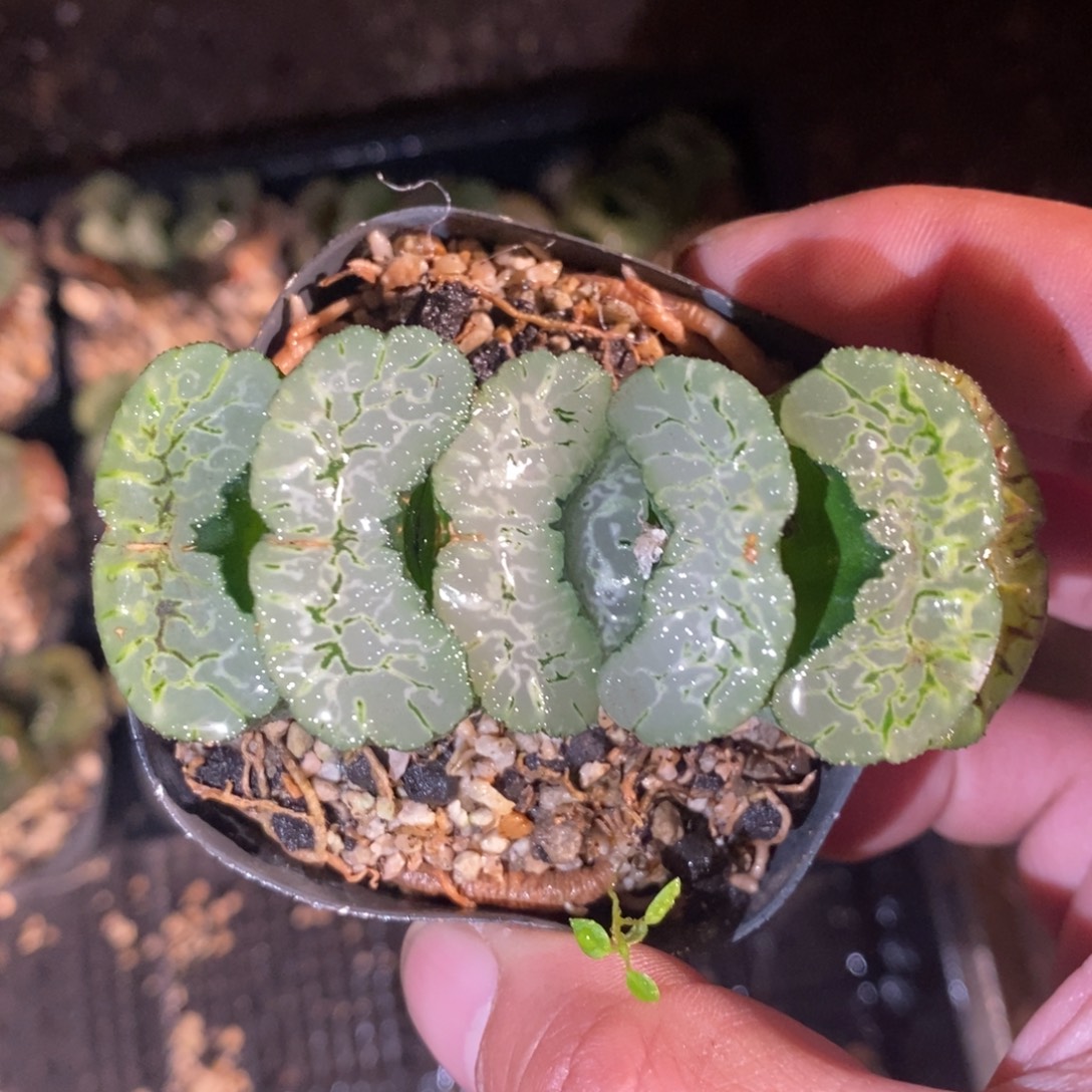 一颗大年份玉扇 零差评 周末整点福利