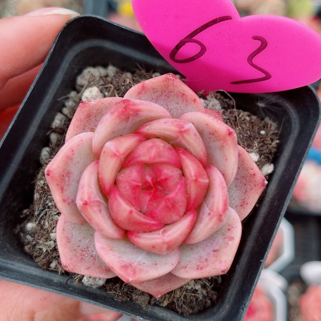 63号小老桩珍妮单头