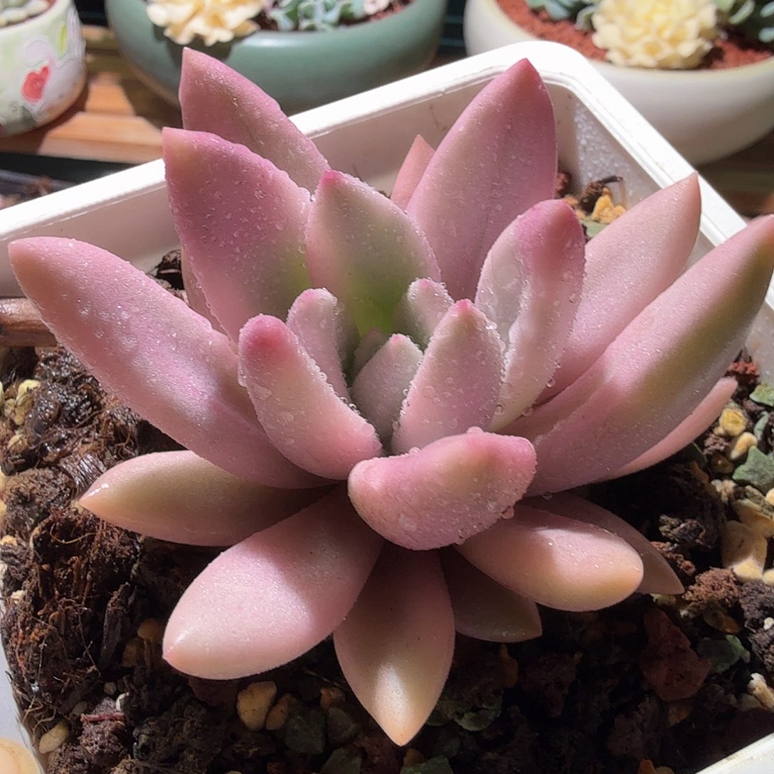 桃花源锦，多肉植物