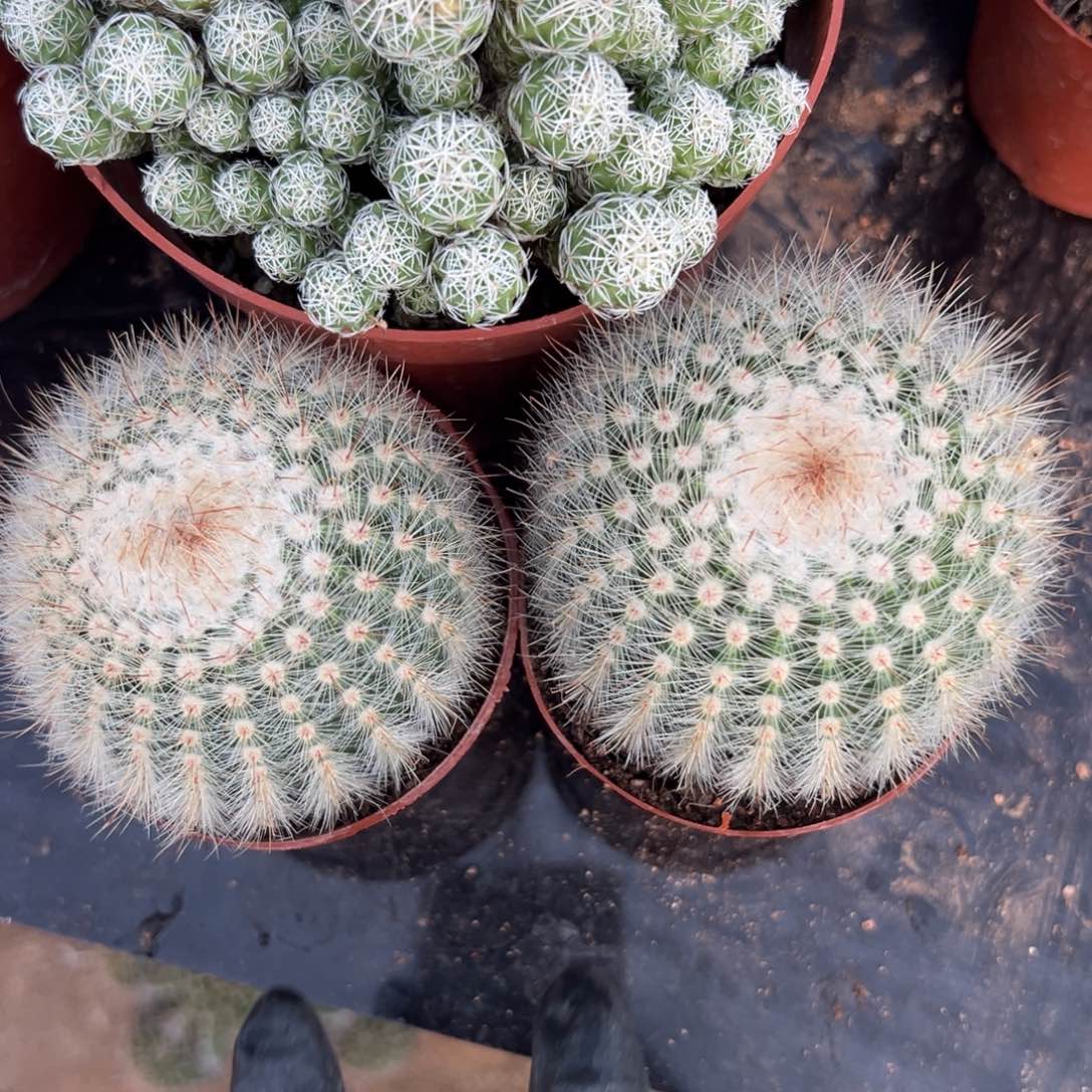 （***）零零落落 零零落落