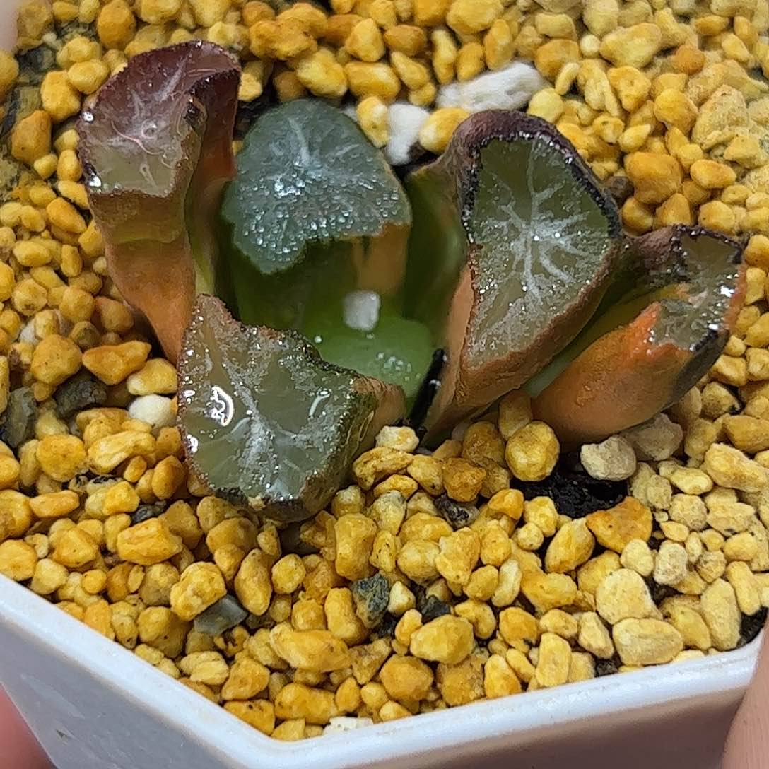 Ms9万象锦十二卷多肉