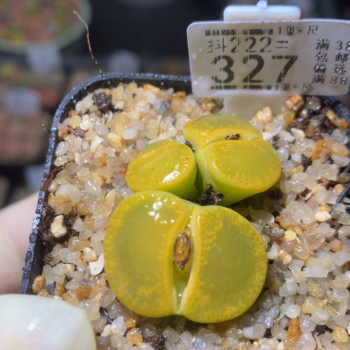 精品生石花222.327