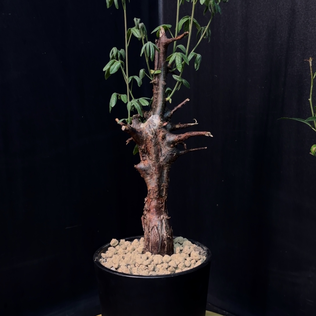 扭矩橄榄产地带盆