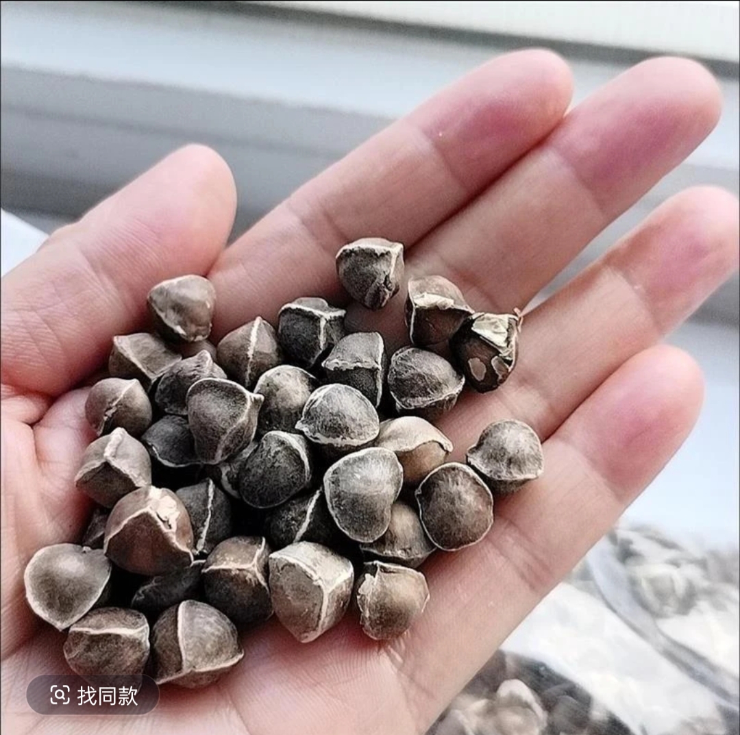 小宇专属农家  辣木籽